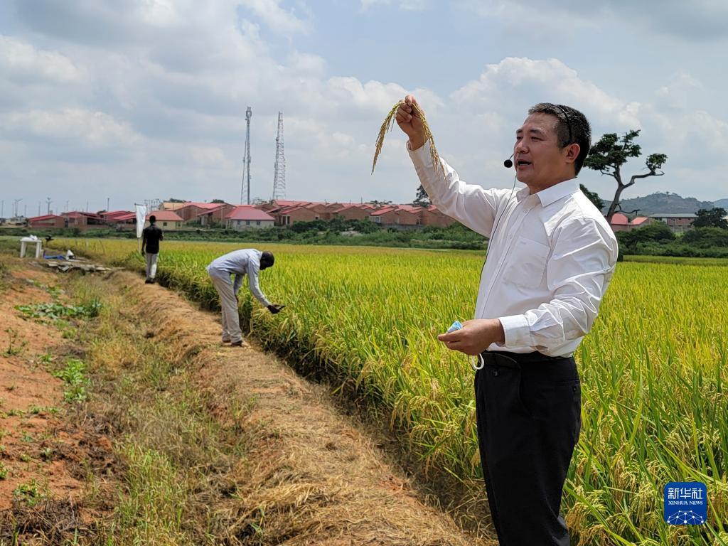 通讯：中国水稻技术助力尼日利亚粮食增产
