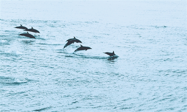 海豚群现身三亚湾