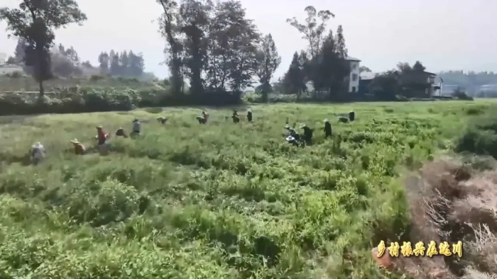达州市达川区:中药种收忙 致富路上“药”飘香