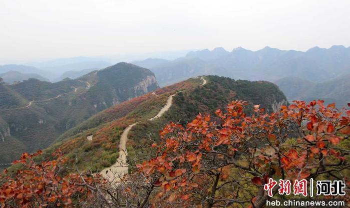 河北武安:秋染太行 红叶漫山