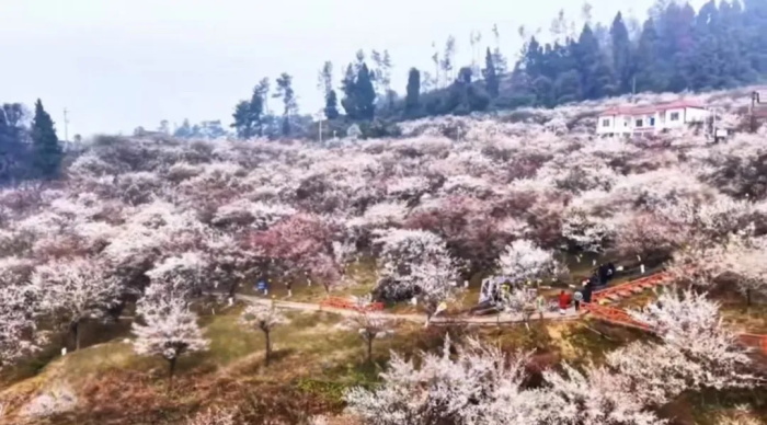 ���ݴﴨ���Ƽ����� �㡰÷���ɽ�